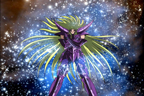 Shion de face